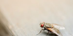 flue - bekæmpelse af fluer